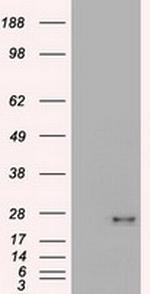 VEGF Antibody in Western Blot (WB)