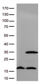 RIT2 Antibody in Western Blot (WB)