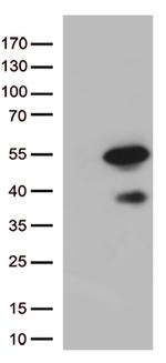 PDX1 Antibody in Western Blot (WB)