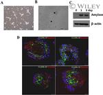 Claudin 3 Antibody in Immunocytochemistry (ICC/IF)