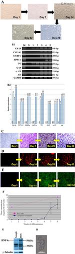 Bovine Serum Albumin Antibody in Immunocytochemistry (ICC/IF)