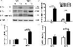 Pannexin 3 Antibody in Western Blot (WB)