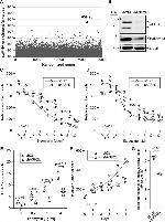 BrdU Antibody in Flow Cytometry (Flow)