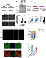 BrdU Antibody in Flow Cytometry (Flow)