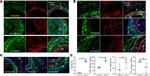 Alpha-Smooth Muscle Actin Antibody in Flow Cytometry (Flow)