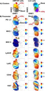 MHC Class I (H-2Kd/H-2Dd) Antibody in Flow Cytometry (Flow)