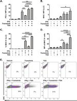 MHC Class II (I-A/I-E) Antibody in Flow Cytometry (Flow)