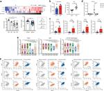 AHR Antibody in Flow Cytometry (Flow)