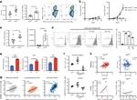 AHR Antibody in Flow Cytometry (Flow)