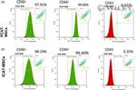 CD90 (Thy-1) Antibody in Flow Cytometry (Flow)