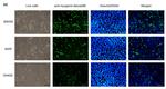 Myogenin Antibody in Immunocytochemistry (ICC/IF)