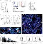 Ki-67 Antibody in Flow Cytometry (Flow)