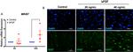 Ki-67 Antibody in Immunocytochemistry (ICC/IF)