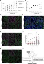 Ki-67 Antibody in Immunohistochemistry (PFA fixed) (IHC (PFA))