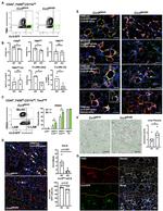 VSIG4 Antibody in Flow Cytometry (Flow)