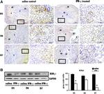 ROR gamma (t) Antibody in Western Blot, Immunohistochemistry (WB, IHC)