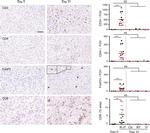 CD4 Antibody in Immunohistochemistry (IHC)