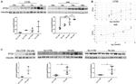 Vinculin Antibody in Western Blot (WB)