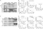 Vinculin Antibody in Western Blot (WB)