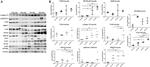 Vinculin Antibody in Western Blot (WB)