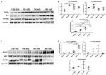 Vinculin Antibody in Western Blot (WB)