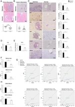 CD4 Antibody in Immunohistochemistry (IHC)