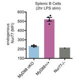 Nur77 Antibody in Flow Cytometry (Flow)