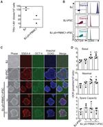 SSEA4 Antibody in Immunocytochemistry (ICC/IF)