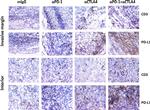 CD274 (PD-L1, B7-H1) Antibody