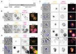 AGO2 Antibody in Immunocytochemistry (ICC/IF)