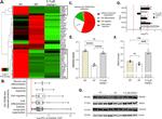 Annexin A1 Antibody in Western Blot (WB)