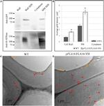 6x-His Tag Antibody in Immunomicroscopy (IM)