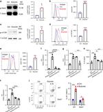 IL-22 Antibody in Flow Cytometry (Flow)