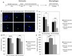 TNF alpha Antibody in ELISA (ELISA)