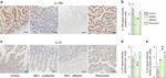 IL-37 Antibody in Immunohistochemistry (IHC)