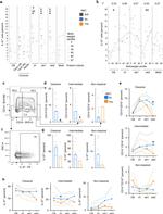 IL-37 Antibody in Flow Cytometry (Flow)