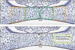 CXCL12 alpha (SDF-1 alpha) Antibody in Immunohistochemistry, Immunohistochemistry (Paraffin) (IHC, IHC (P))