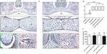 CXCL12 alpha (SDF-1 alpha) Antibody in Immunohistochemistry (IHC)