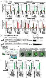 Nanog Antibody in Western Blot (WB)