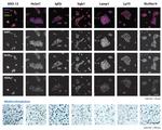 SSEA1 Antibody in Immunocytochemistry (ICC/IF)