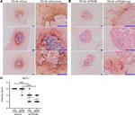 Phospho-ERK1/2 (Thr202, Tyr204) Antibody in Immunohistochemistry (IHC)