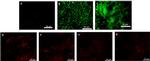 Alpha-Smooth Muscle Actin Antibody in Immunocytochemistry (ICC/IF)