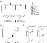 SOX11 Antibody in Western Blot (WB)