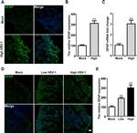 GFAP Antibody in Immunohistochemistry (IHC)