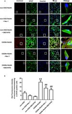 GFAP Antibody in Immunocytochemistry (ICC/IF)