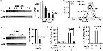 TLR4/MD-2 Complex Antibody in Flow Cytometry (Flow)