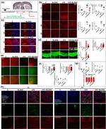 NEFM Antibody in Immunocytochemistry (ICC/IF)