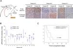 Phospho-PRAS40 (Thr246) Antibody in Immunohistochemistry (IHC)