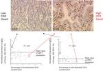 CD3e Antibody in Immunohistochemistry (IHC)