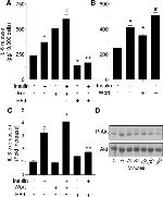 IL-6 Antibody in ELISA (ELISA)